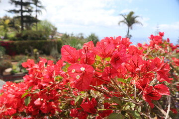 red flowers in tropical garden