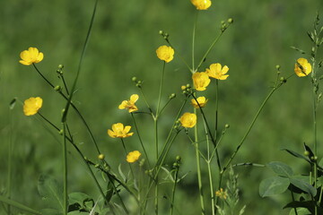 Yellow buttercup (Ranunculus acris) flowers in wild