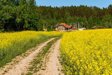 Sunny rural landscape with a bright rapeseed field and a dirt road going into the distance