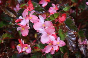 pink flowers in the garden