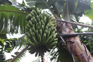 banana tree plant