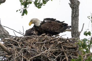 Eagle family in a tree nest