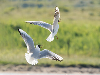 Interaction aérienne de deux mouettes rieuses (Chroicocephalus ridibundus) en vol – plumage nuptial au-dessus des zones humides