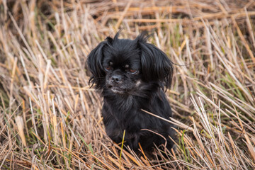 Little Guardian in the Field