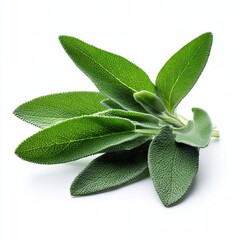 Fresh green sage leaves. A close-up view of the vibrant leaves highlights their texture and detail