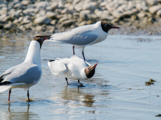 Mouette rieuse (Chroicocephalus ridibundus) en posture de parade sur un rivage de Baie de Somme