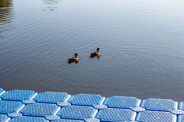 Blue plastic pontoon dock by the water with two ducks swimming