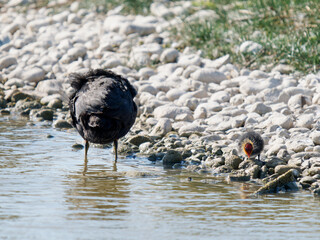 Foulque macroule (Fulica atra) avec son poussin, scène de soin parental en baie de Somme