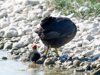 Foulque macroule (Fulica atra) avec son poussin, scène de soin parental en baie de Somme