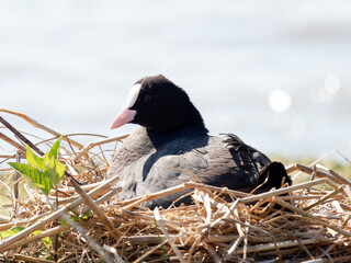 Foulque macroule (Fulica atra) au nid sur les berges d’un plan d’eau en Baie de Somme