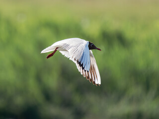 Mouette rieuse (Chroicocephalus ridibundus) en vol au-dessus de la Baie de Somme – plumage...