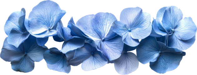 sky blue petal flower 