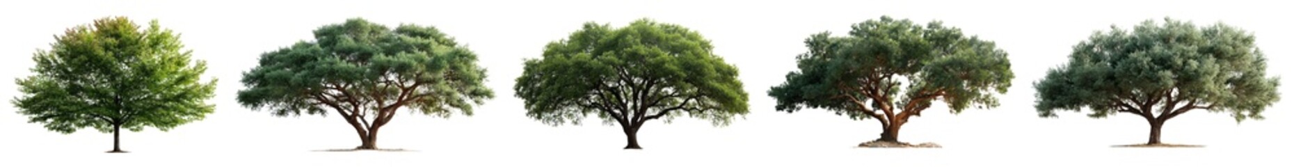 Obraz premium Collection of tall trees in isolated and transparent backgrounds.