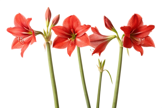  four-red-flowers-with-green-stems-isolated on white background png, ai generated - Powered by Adobe