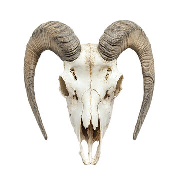 山羊頭蓋骨」の写真素材 | 17,358件の無料イラスト画像 | Adobe Stock