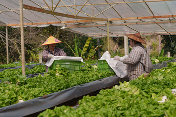 Organic vegetable farmers harvesting their produce for sale on the global market.