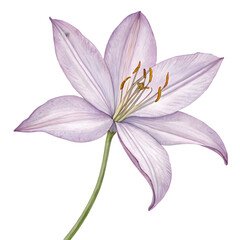 Naklejka premium A Delicate Lavender Lily, Gracefully Posed Against a Deep Teal Background. Its Petals Unfold in Gentle Elegance, Displaying Intricate Details and Soft Hues.