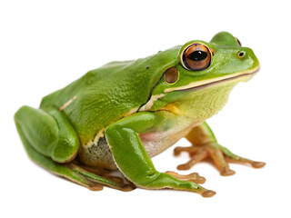 Naklejka premium green-frog- isolated on white background png, ai generated