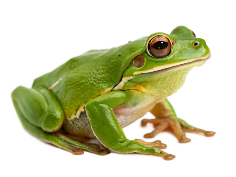  green-frog- isolated on white background png, ai generated