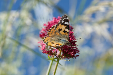 Painted Lady (Vanessa Cardui) Butterfly perched on pink flower in Zurich, Switzerland