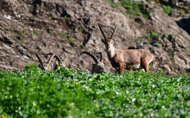Steinböcke