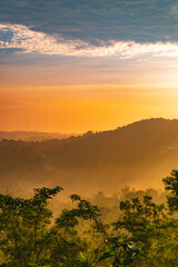 Scenic View of a Lush Forest at Sunrise with Golden Sunlight