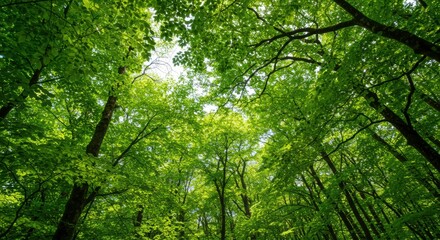 Fototapeta premium Lush Canopy: View of Dense Forest with Bright Green Leaves and Sunlight