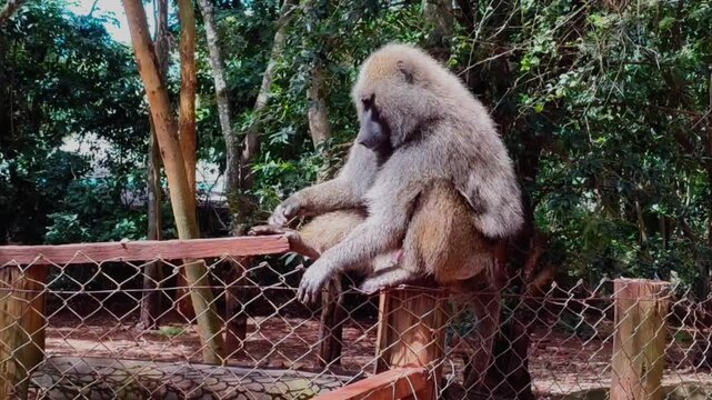 Baboon lightly scratching its foot and looking around. Monkey grooming its foot in Nairobi National Park. Wildlife and tourism concept.