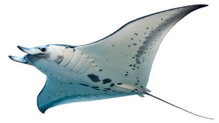  manta-ray- isolated on white background png, ai generated