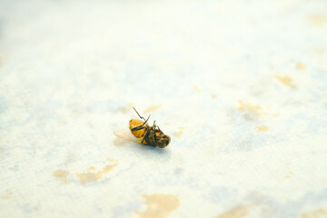 Macro shot of a housefly on the floor.