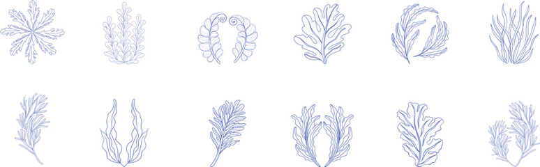Elegant botanical seaweed and plant line art collection in soft blue tones, perfect for natural design, spa branding, ocean  organic packaging, and underwater-inspired illustrations.