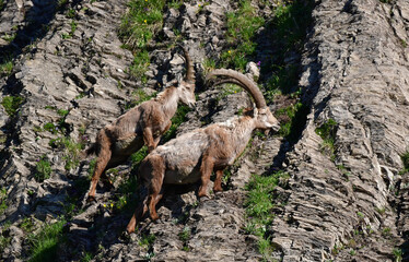 Steinböcke am Fels
