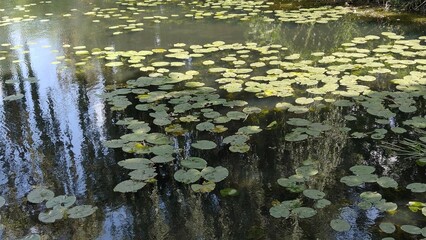 water lily on the lake