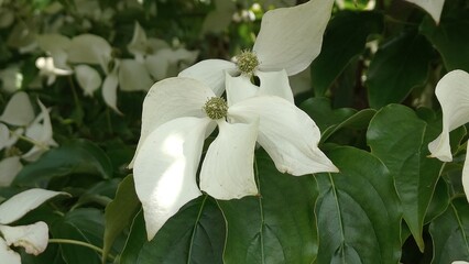 beautiful botanical shot, natural wallpaper © MARIA – Nature