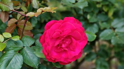 beautiful red roses in the garden