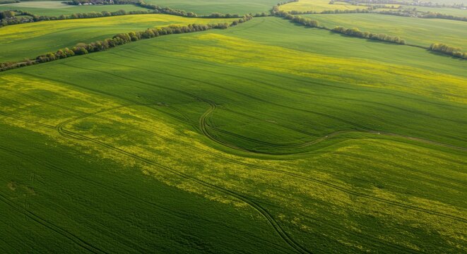 Green Field With Yellow Flowers Aerial View Under Sunlight