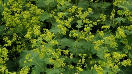 green leaves in the garden