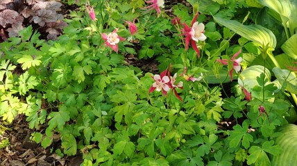 beautiful flowers in the garden