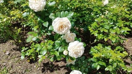 a white and yellow rose in a garden in spring. high quality photo © MARIA – Nature