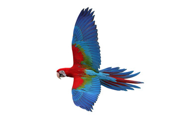 Colorful flying Green Wing Macaw parrot isolated on transparent background png file	
