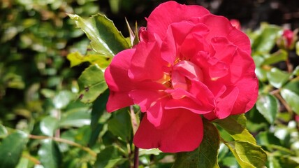 Obraz premium beautiful pink roses in the garden