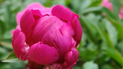 beautiful pink peonies in the garden © MARIA – Nature