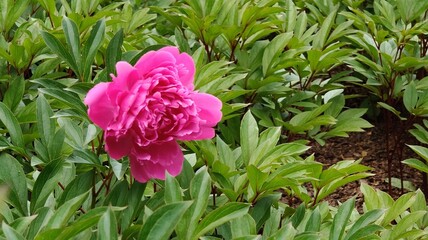 beautiful pink peony flower in the garden © MARIA