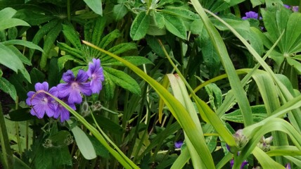 beautiful flowers in the garden