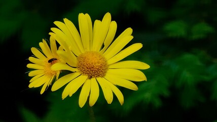 yellow flowers in the garden