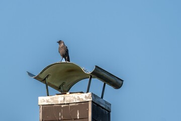 Jackdaw perched on chimney cap against blue sky