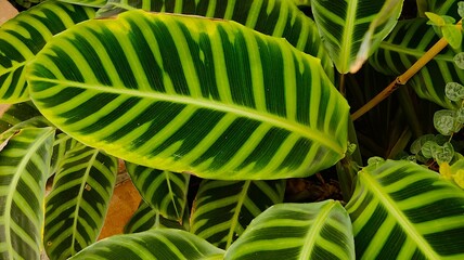 green plant, flora and foliage