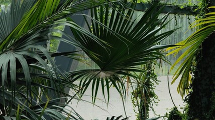green leaves in the garden