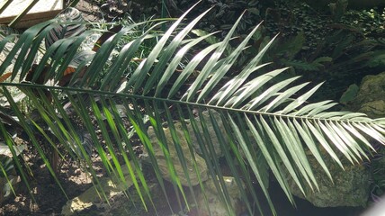 green leaves in the garden © MARIA
