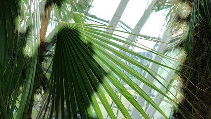 green leaves in the garden © MARIA